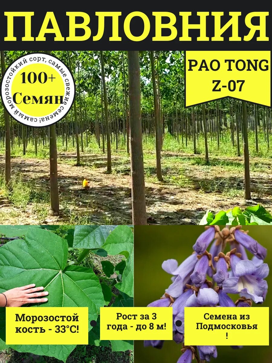 Павловния Гибрид Пао Тонг Z-07 семена 100+ шт.