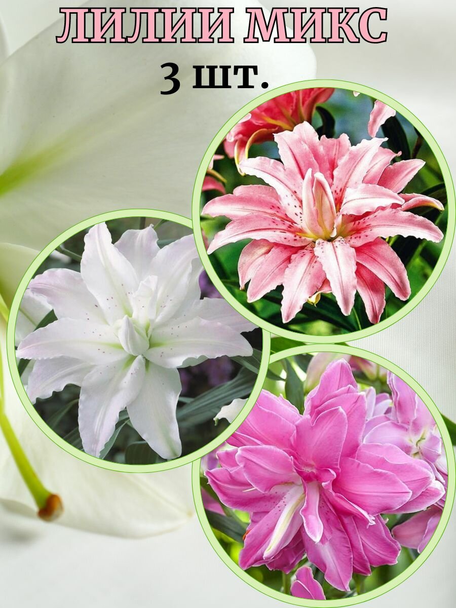Лилии микс, 3 штуки