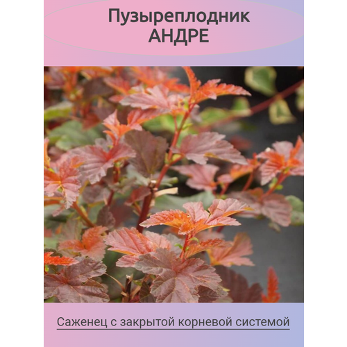 Пузыреплодник Шух (саженец)