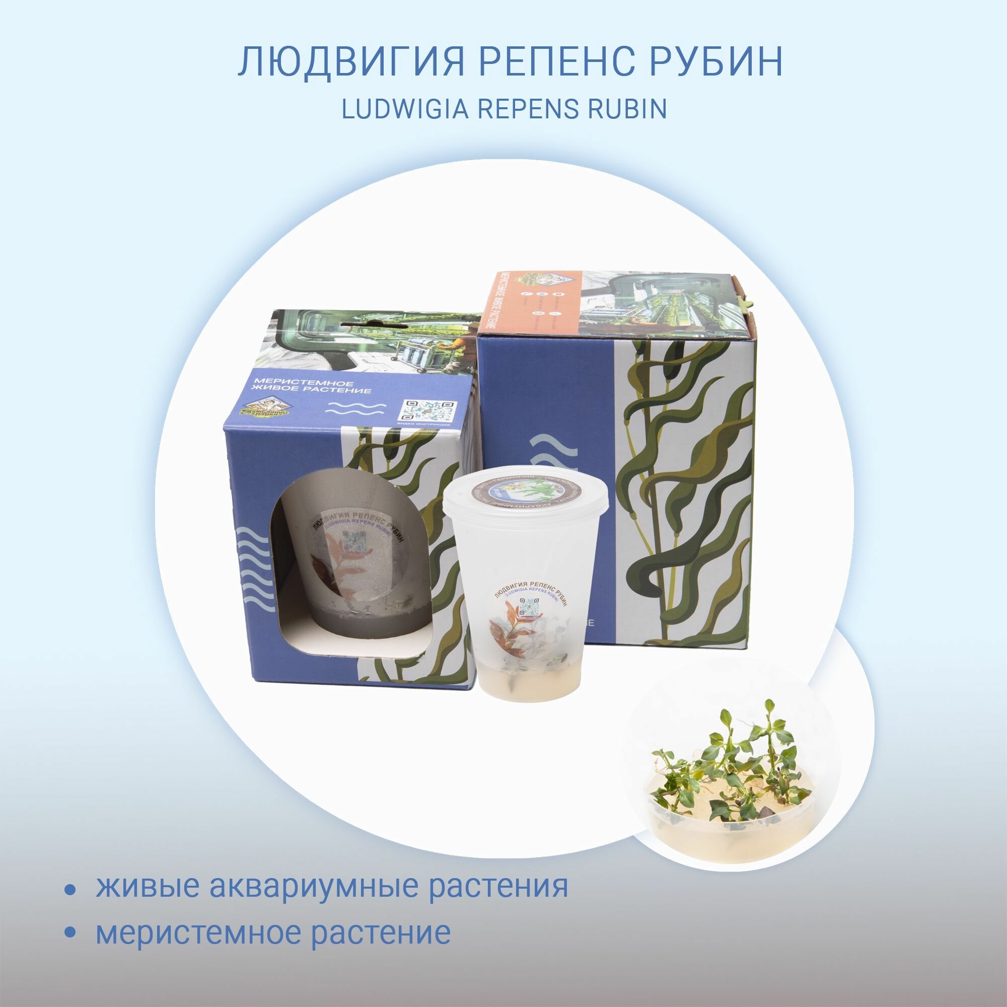 Людвигия репенс рубин (LUDWIGIA REPENS RUBIN) меристема живые растения in-vitro для аквариума