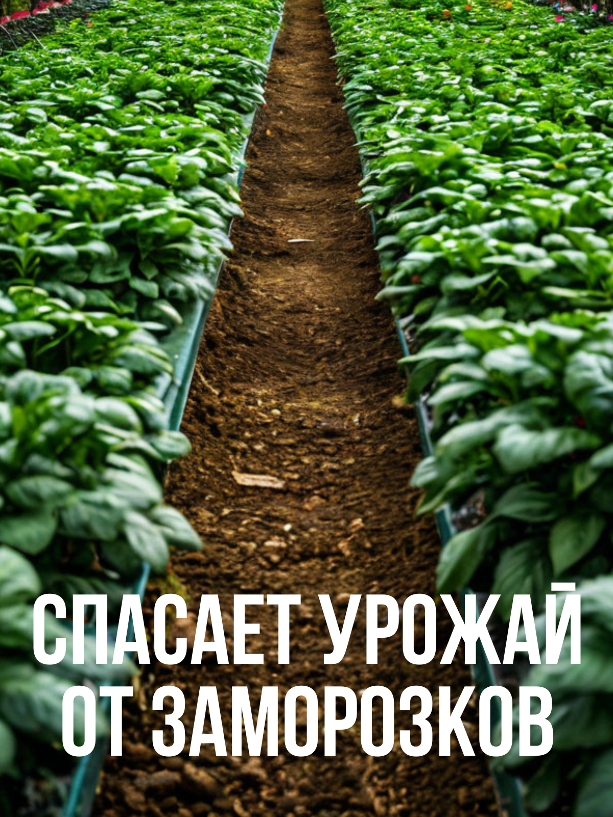 Парник для овощных, ягодных и декоративных насаждений с укрывным материалом до 6 метров — фото 1