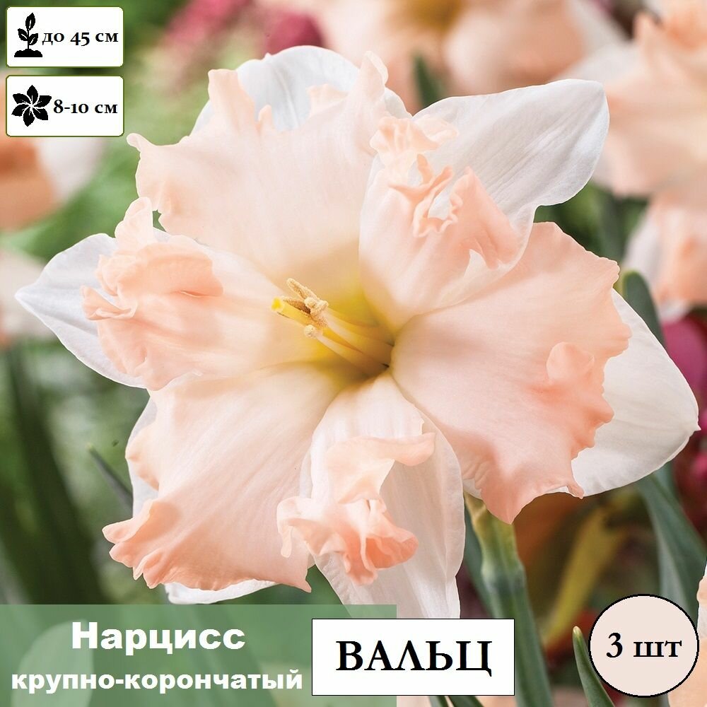 Луковицы Нарцисс крупнокорончатый Вальц / в упаковке 3 шт