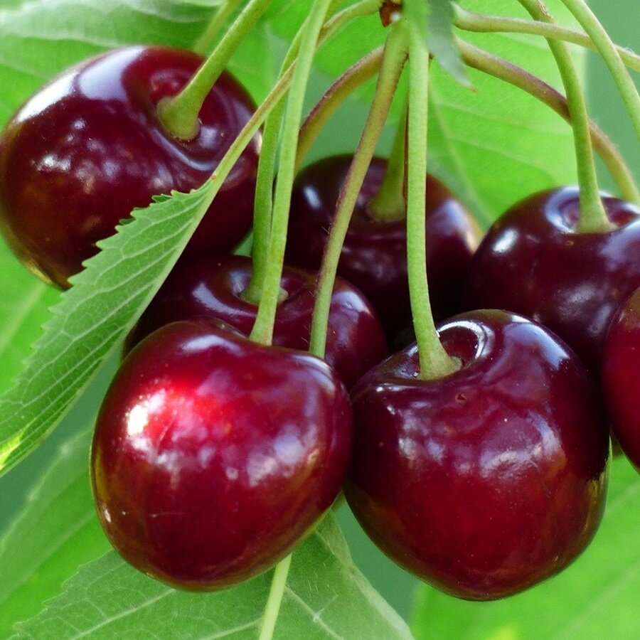 Семена Deodar SEEDS COMPANY Черешня красная узбекская крупная 10 шт.