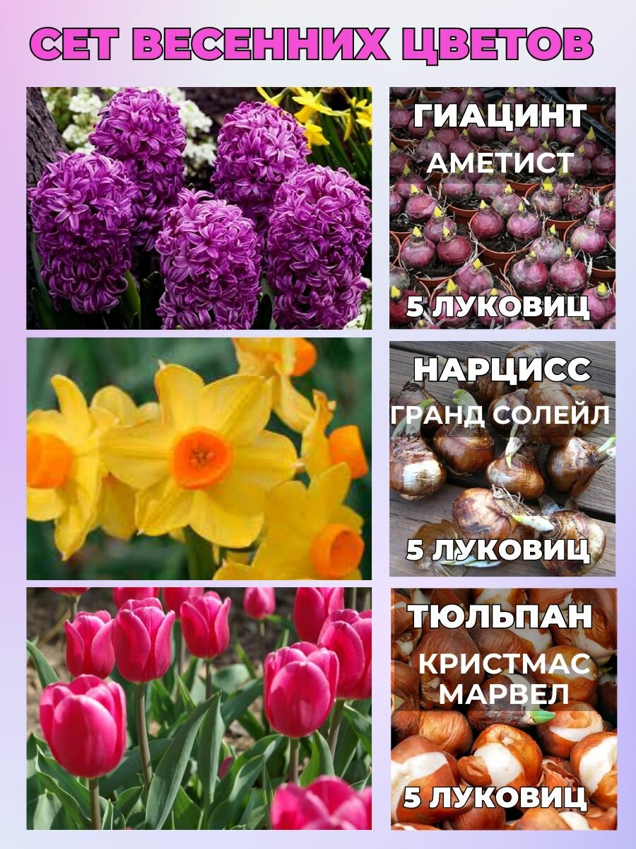 Луковичные весенние цветы сет 15 луковиц