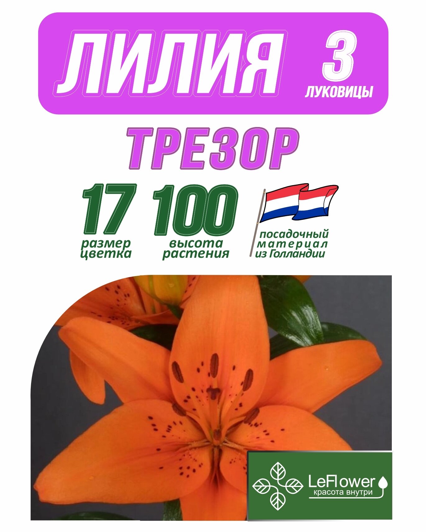Лилия Луковица Трезор разбор 18/20 3 шт (LeFlower)