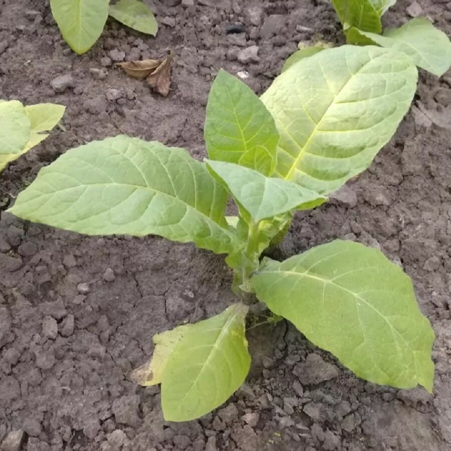 Изображение Семена Deodar SEEDS COMPANY Табак ВМС-24, 300 шт.