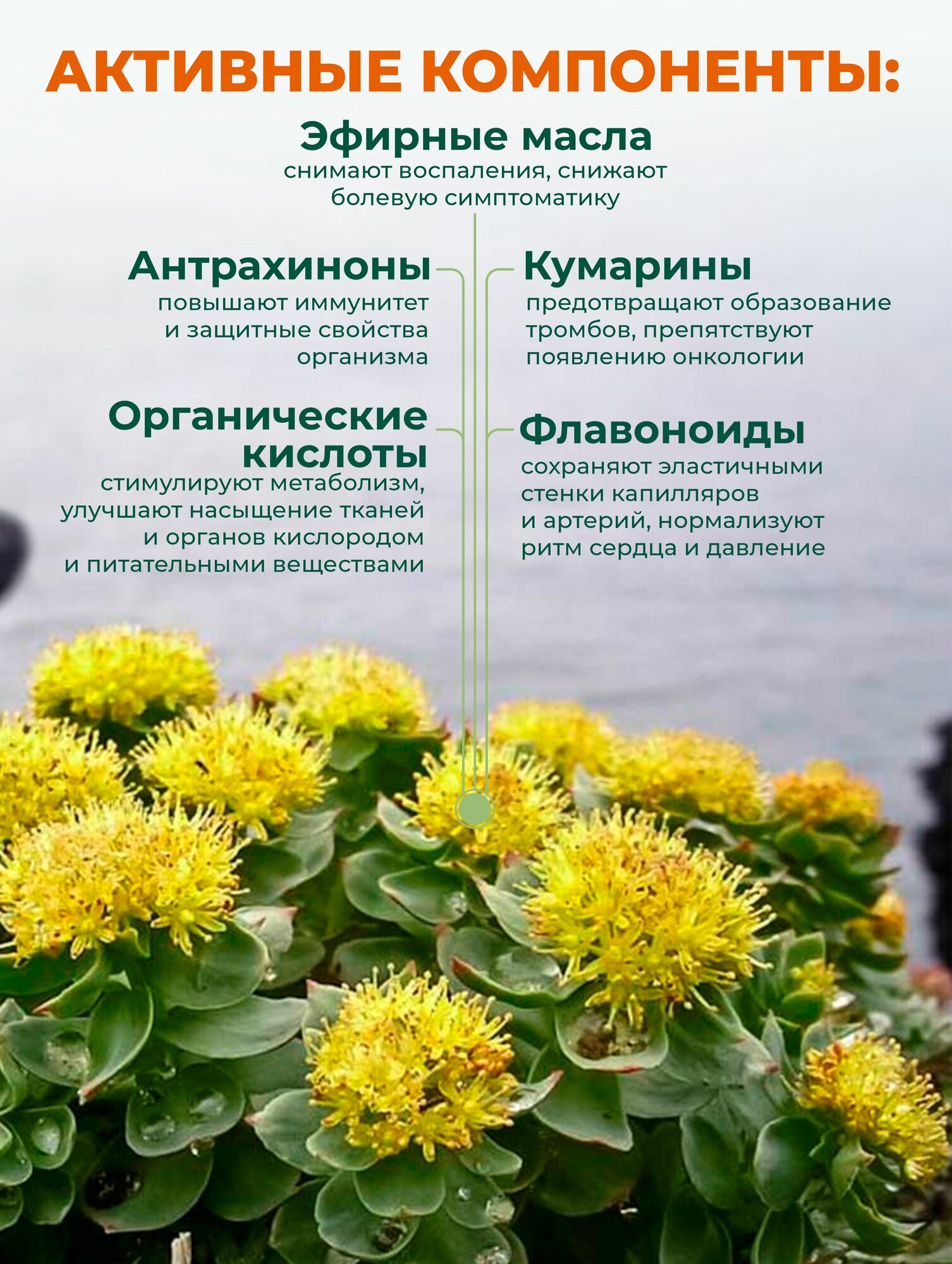 Обезболивающие Настойки И Экстракты Экстракт Родиолы Розовой Алтайский Заготовитель, безалкогольный, 200мл