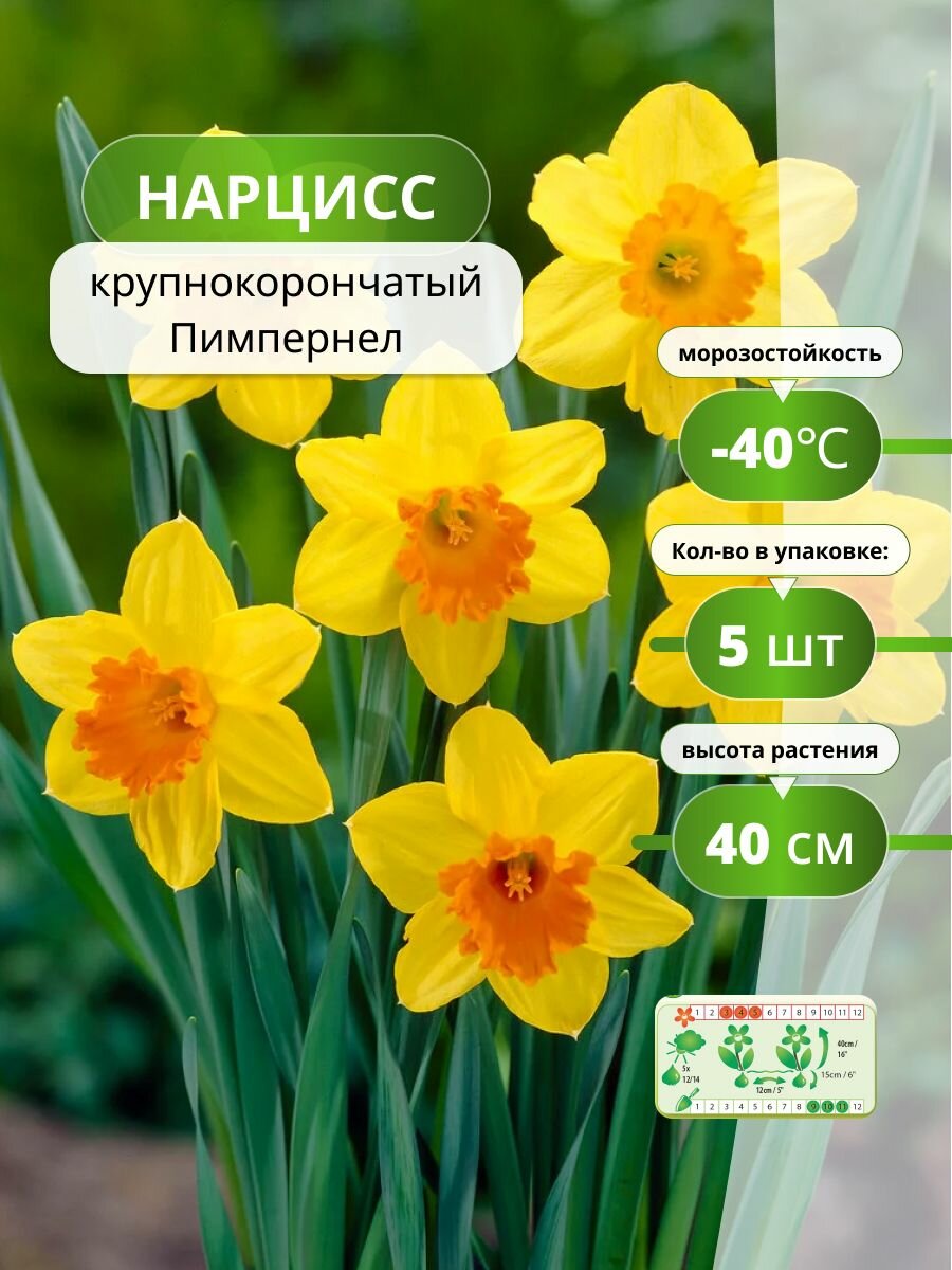 Нарцисс крупнокорончатый Пимпернел 5 лук / нарциссы луковицы многолетние