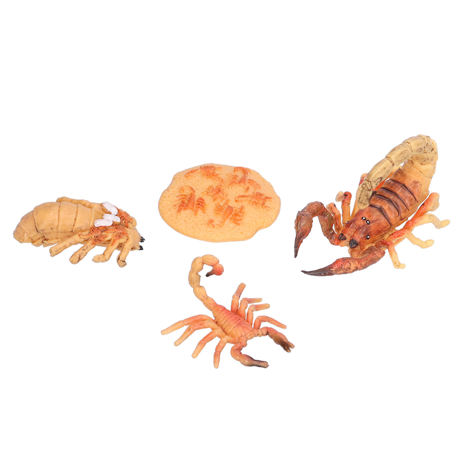 Scorpion Life Cycle Toys Kit Educational Insect Lifestyle Stages Toy Set for Kids#1