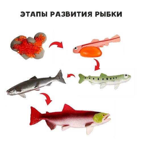 Обучающий набор «Этапы развития рыбки» 5 фигурок обучающее пособие деревянное оксва набор дидактический