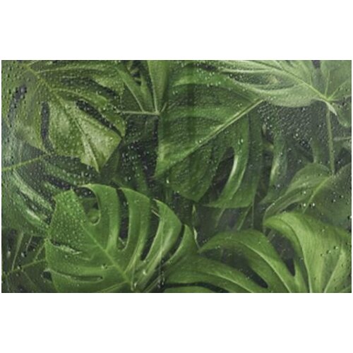 Фотообои Монстера за окном 4х2,7 e-24214017