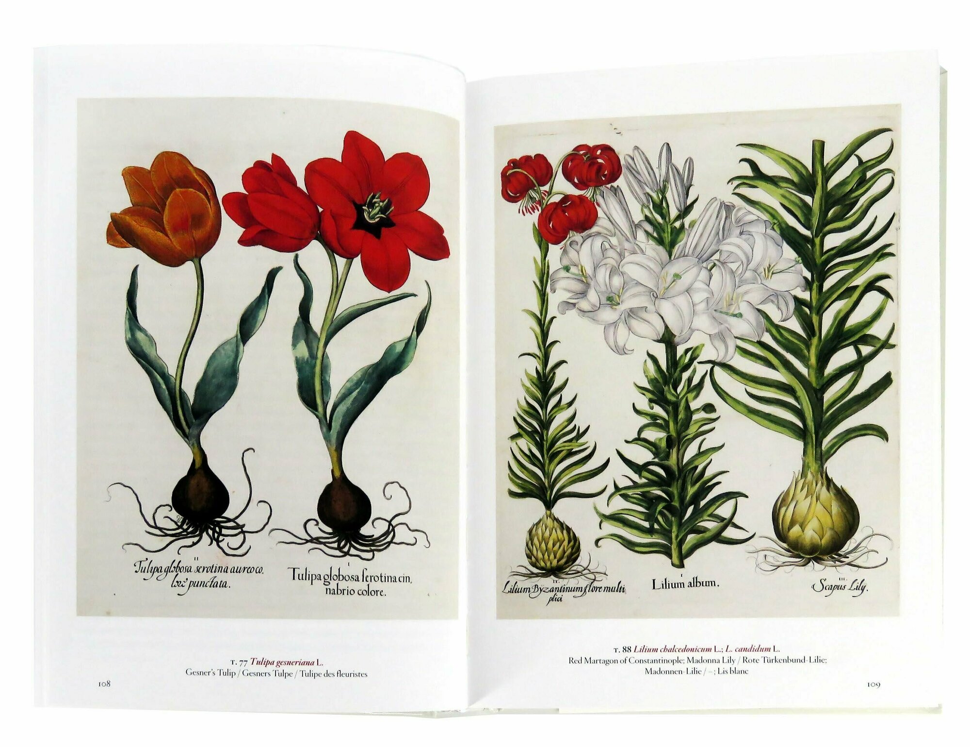 A Garden Eden. Masterpieces of Botanical Illustration - фото №7