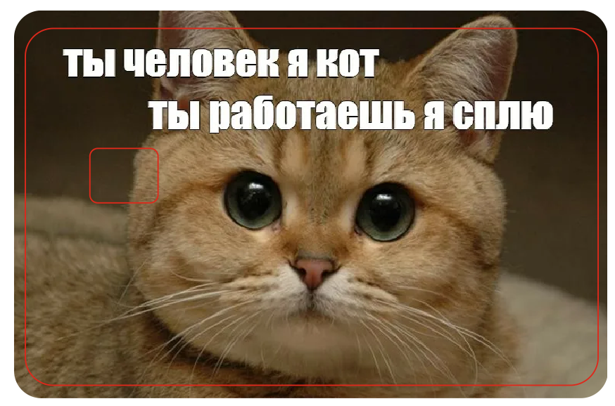 Мем с котом я спать ребятки совсем скоро во всех учебных заведениях 2023 мемы про студентов ВКонтакте