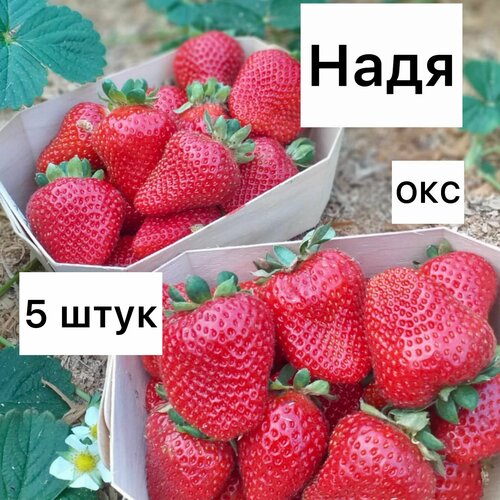 Клубника надя 5 штук окс