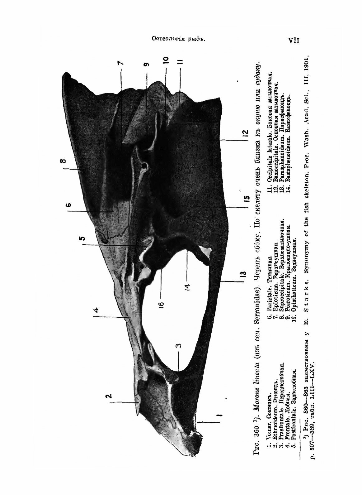 Книга Рыбы пресных Вод Российской Империи - фото №5