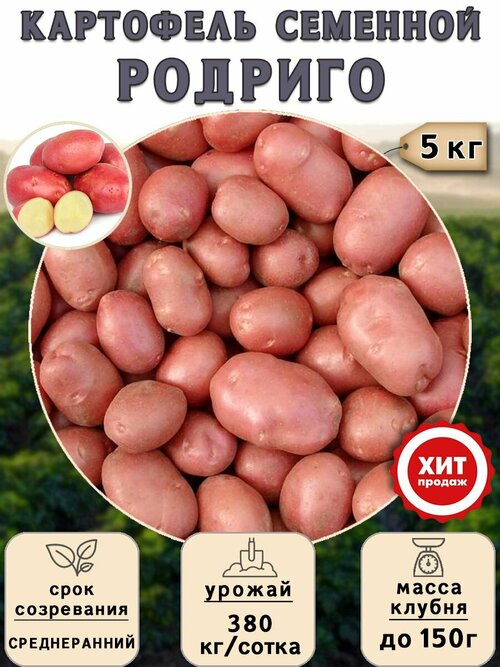 Клубни картофеля на посадку Родриго (суперэлита) 5 кг Среднеранний