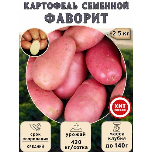 Клубни картофеля на посадку Фаворит (суперэлита) 2,5 кг Средний чипсы московский картофель зеленый лук 70 г