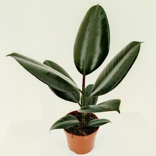 Фикус Эластика Абиджан