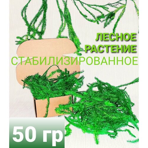 Стабилизированное лесное растение 50 гр Зеленого цвета
