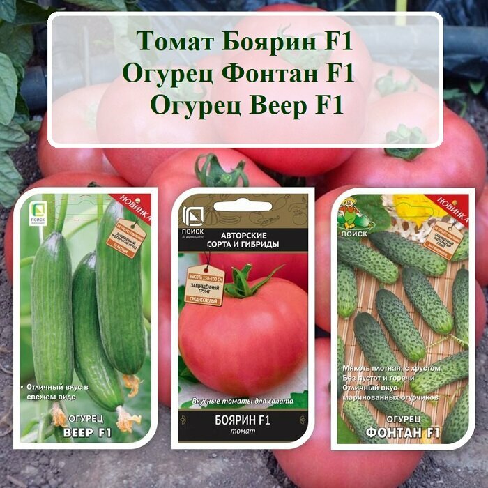 Набор семян овощей Томат Боярин F1 Огурцы Фонтан F1 и Веер F1 (3 пачки по 12 шт. семян)