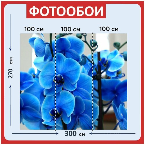 Фотообои Орхидеи синий цветы 300x270 см флизелиновыена стену 3950₽