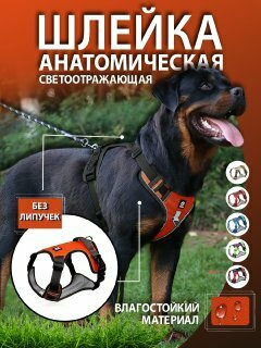 Шлейка для собак оранжевая M