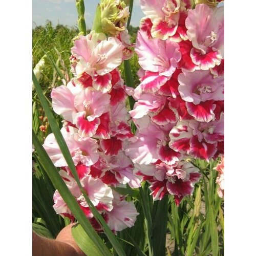 Гладиолус крупноцветковый Вайн росес 