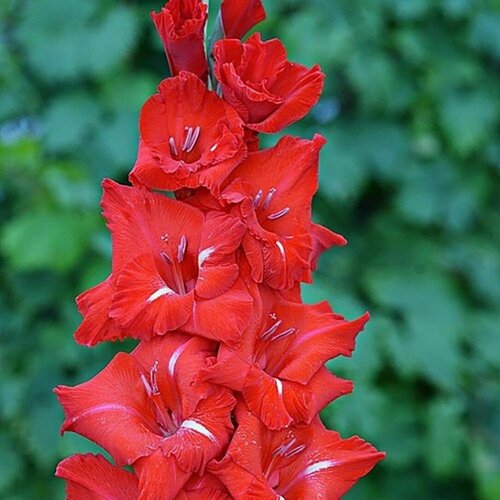 Гладиолус Юг Светоч экстра 3 шт луковиц в упаковке 595₽