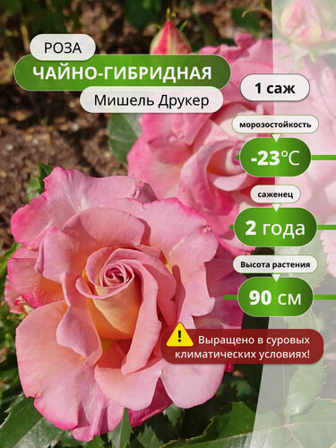 Изображение товара Роза Мишель Друкер, чайно-гибридный сорт, многолетняя, розовая, 90 см