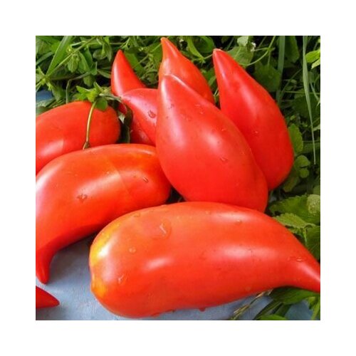 Коллекционные семена томата Корейский длинноплодный