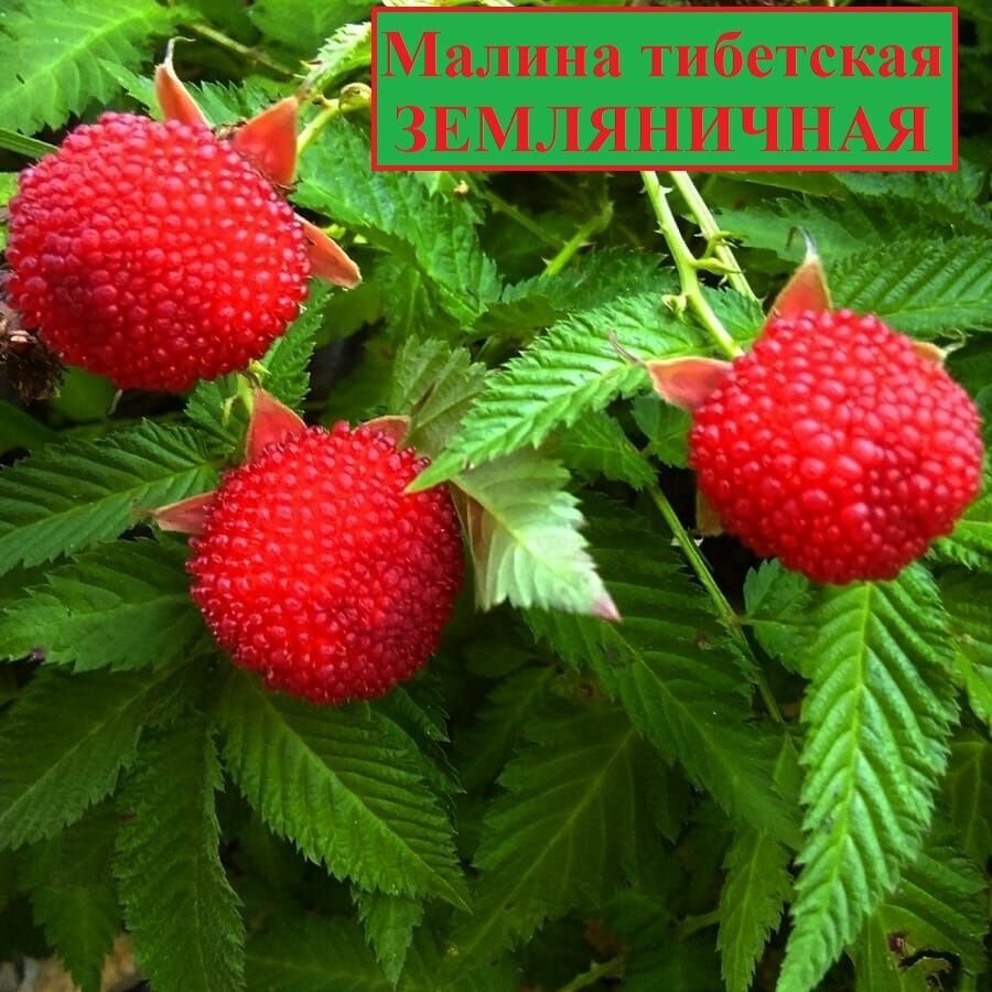 Малина земляничная тибетская