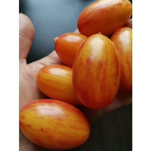 Коллекционные семена томата Стыдливый румянец