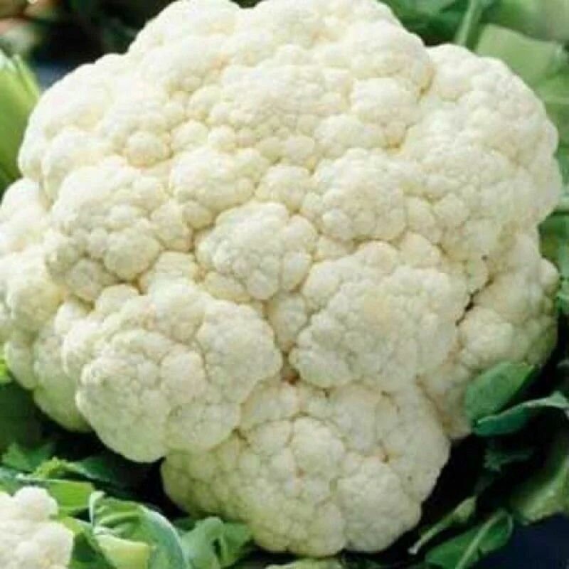 Коллекционные семена капусты цветная Франсуаза