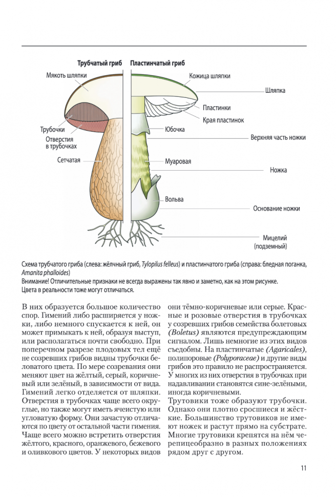 Грибы (Флюк М.) - фото №4