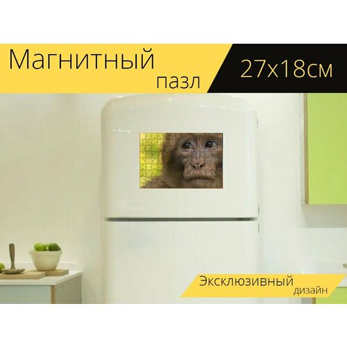Магнитный пазл Варварская макака, угрожать видам, аффенберг salem на холодильник 27 x 18 см.