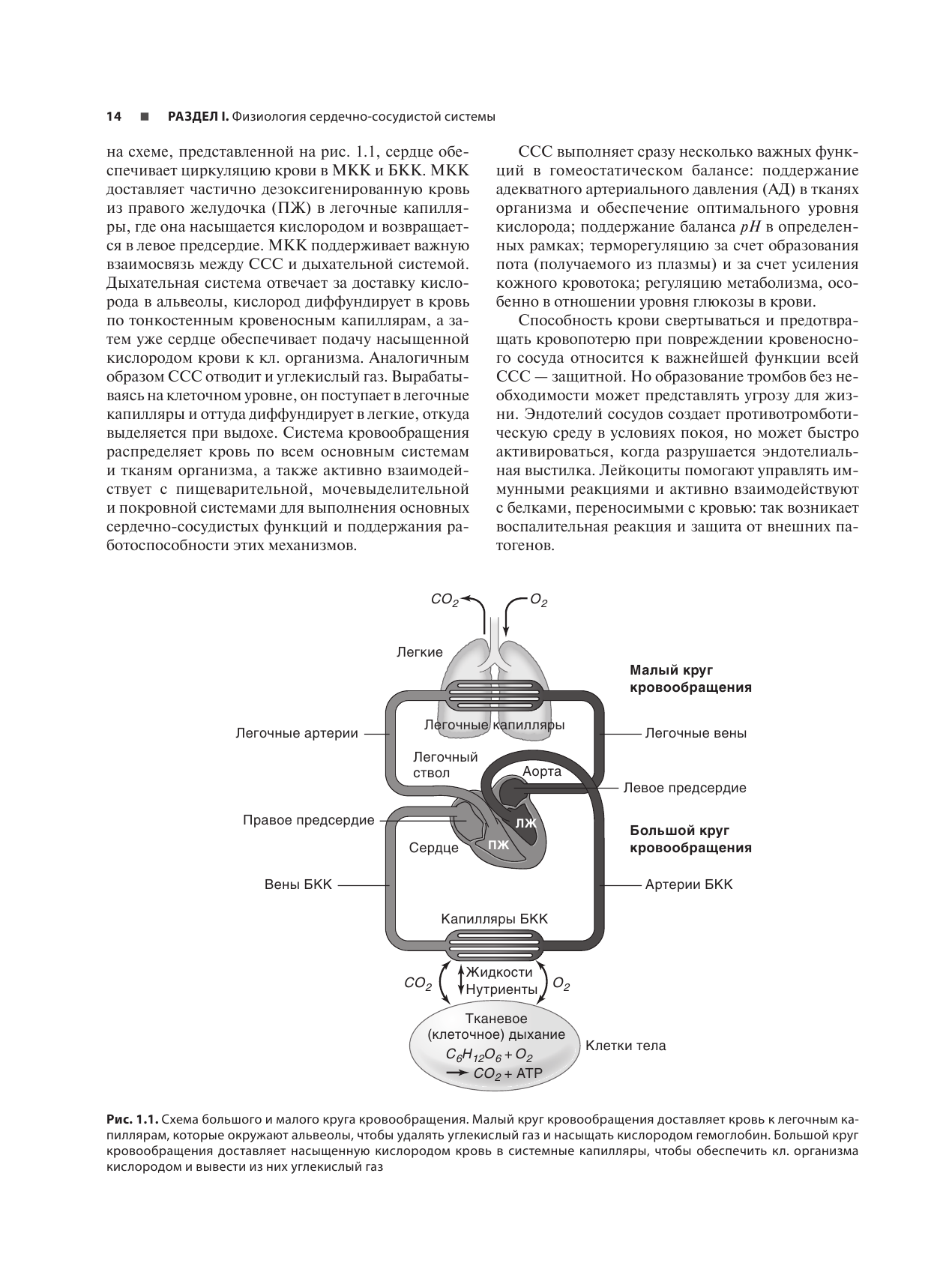 Анатомия и физиология сердечно-сосудистой системы - фото №17