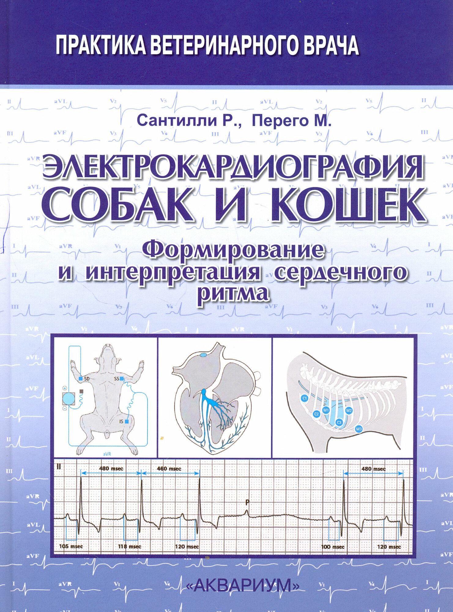 Электрокардиография собак и кошек. Формирование и интерпретация сердечного ритма - фото №3