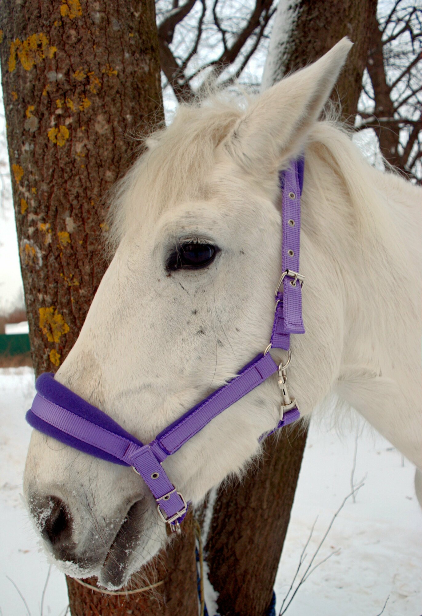 Недоуздок фиолетовый с флисом Pony/Пони