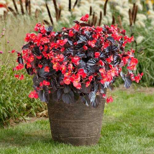 Бегония Викинг красная на бронзовом F1, гранул. пробирка (семена).