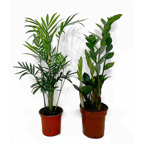 Набор для озеленения помещения Хамедорея Элеганс и Замиокулькас, D-12, H-50