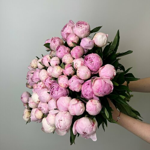 Живые цветы букет пионов 61 шт розовые Сара Бернар