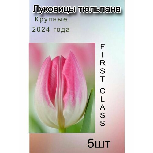 Луковицы Тюльпана First Class (5 шт)