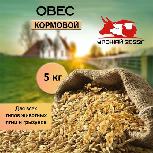 Корм для птиц зерно овес кормовой 5 кг