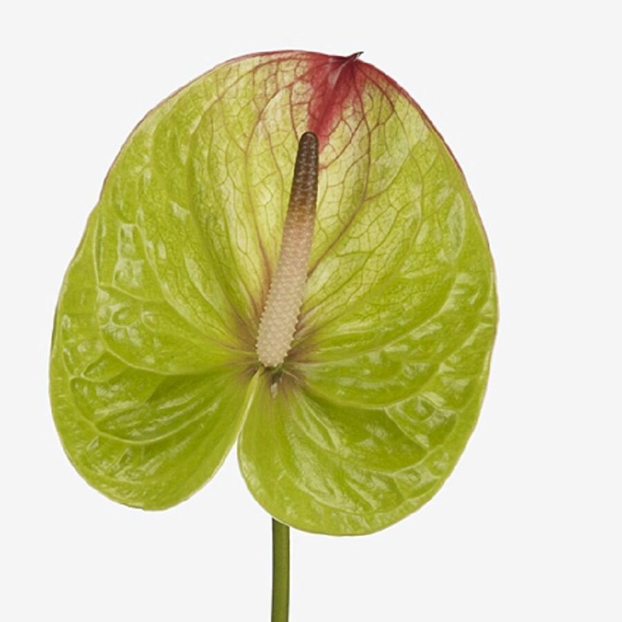 Антуриум Абсолют Anthurium Absolute семена
