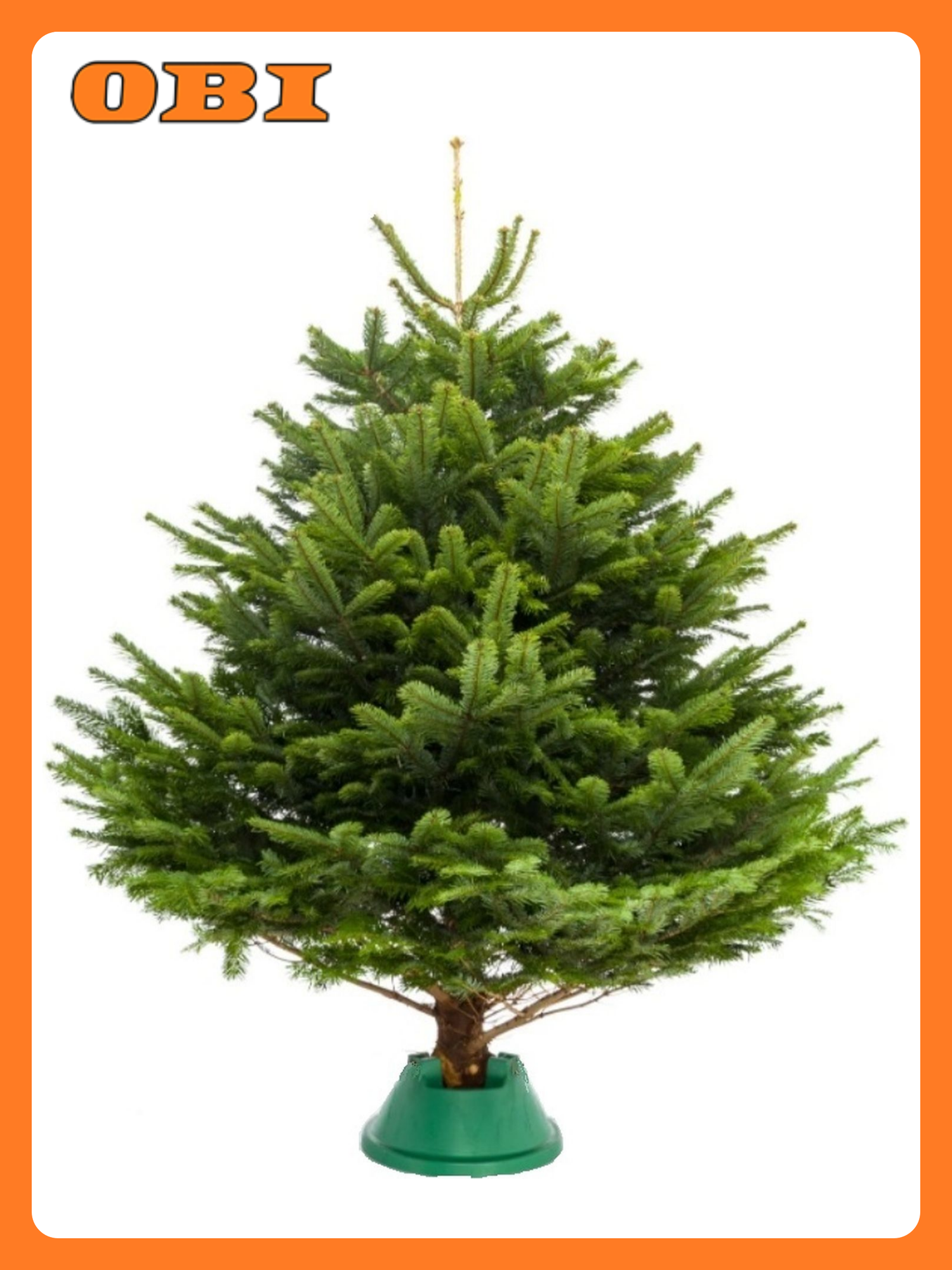 Пихта Нордмана Премиум 100-125 см