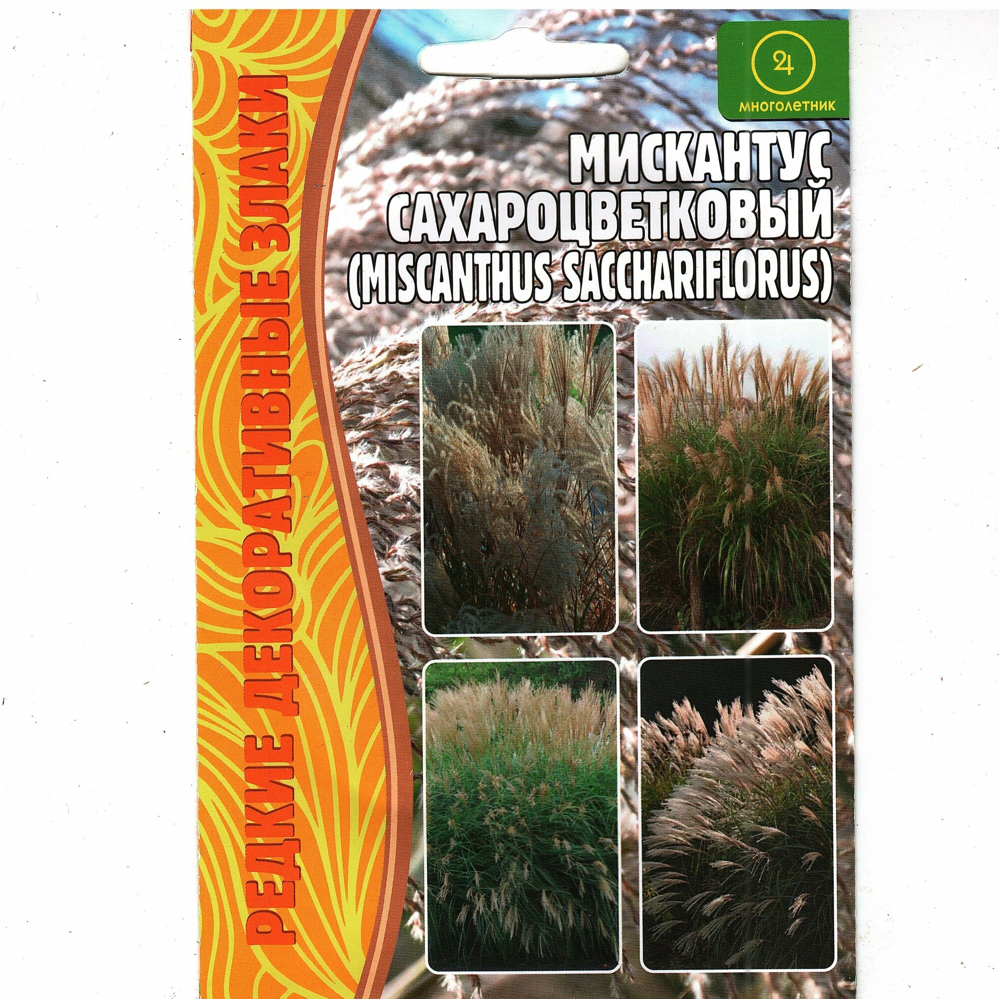 Мискантус сахароцветковый / Веерник / Miscanthus sacchariflorus  многолетник ( 1 уп : 01 г семян )