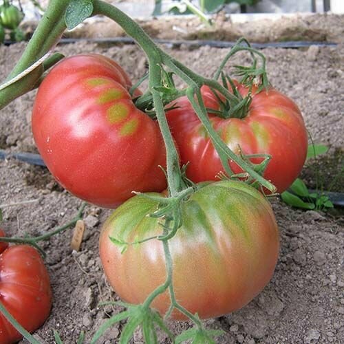 Коллекционные семена томата 646