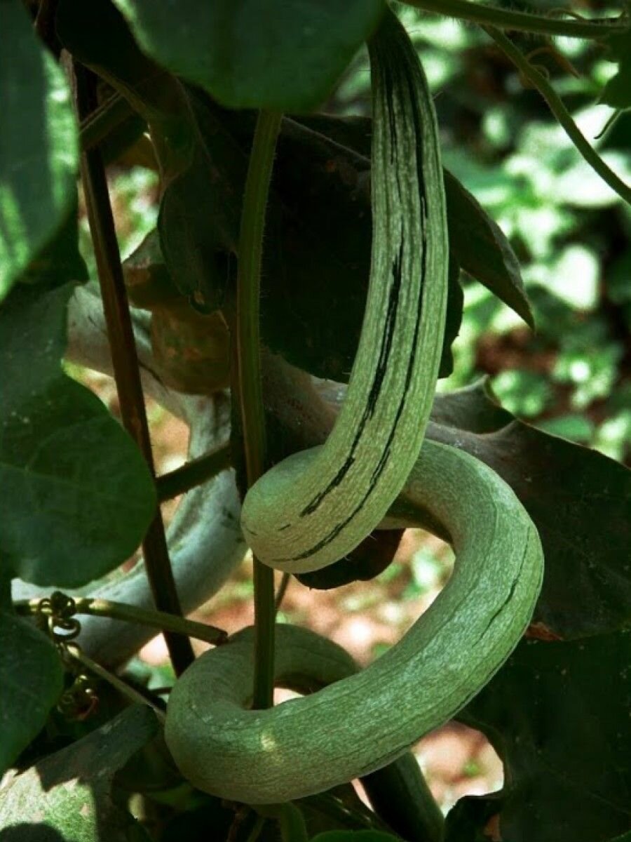 Семена Трихозант змеевидный (Trichosanthes cucumerina) 5 штук