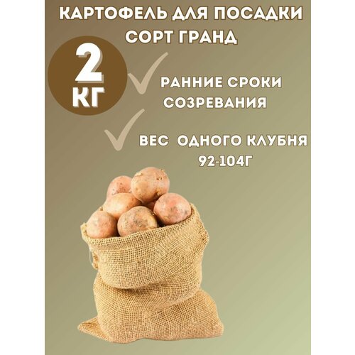 Картофель семенной Гранд 2кг