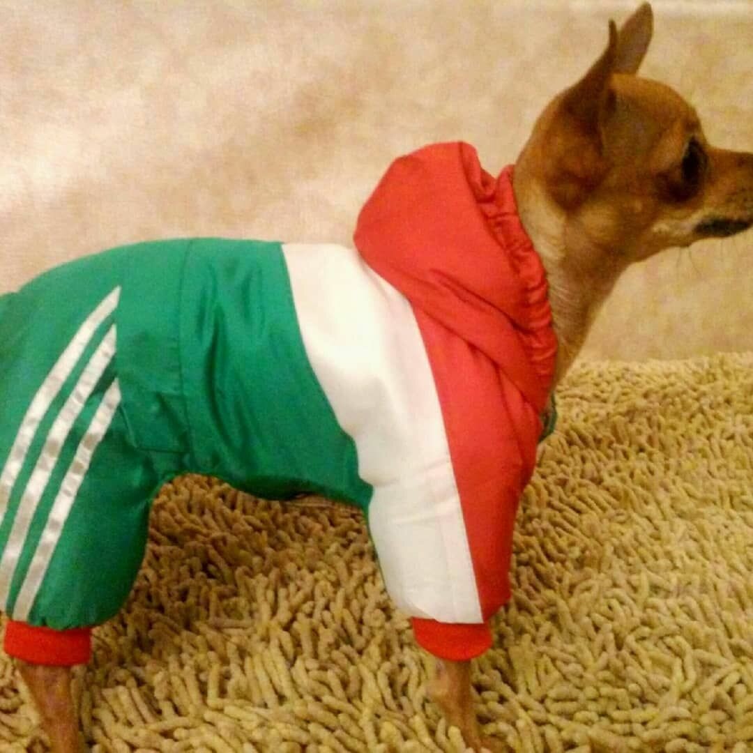 Одежда для животных